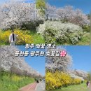 씨유 광주동천마을점 | 광주 벚꽃 명소 | 동천동 광주천 주말 나들이 강아지 동반 산책 4월 꽃구경 🌸 (feat.만개시기)