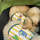 몽슈슈 강아지 이미지