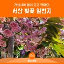 4월 정기산행 서산 가야산(개심사) 이미지