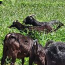 장미흑염소 이미지