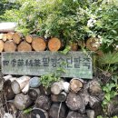 견이로운상점 | ＃부산 여행3 - 2박 3일 / 친구랑 여행 / 덴푸라마켓 / 빵천동문화거리 / 보성녹차부산지사 / 메트르...