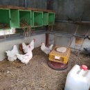 꼬꼬닭하우스 이미지