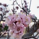 [2021-03-14/일] 정관 서연국시락 얼큰 칼국수 후기 및 소두방 공원 산책