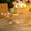 퍼피쿠키 이미지