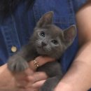 울산고양이분양 도레미캣 이미지