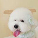 시크펫 그루밍 이미지