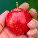 사과 이미지