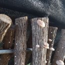 놀자네민박 이미지