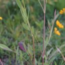 Coreopsis ' Jethro Tull 이미지