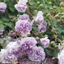 장미유통 이미지