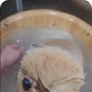 개이쁘다 이미지