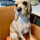 펫 아일랜드 이미지