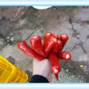 고운농장 이미지