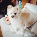 마이리틀펫 이미지