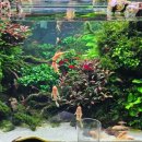 (주)이몰엔 | 잠실 카페 아쿠아가든카페 롯데월드몰점 수족관대형카페 내돈내산 후기