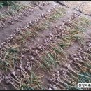 달봉농원 이미지