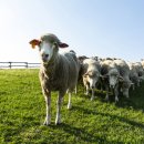 낙원목장 이미지