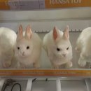 프랜즈 인형뽑기 이미지