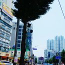 육이구낙곱새마산 이미지