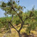 금송농장2 이미지