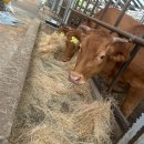 신동목장 이미지