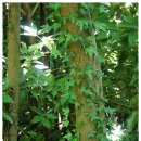 저지오름 이미지