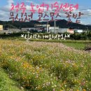 청주시 농업기술센터 | [문스룸]청주 농업기술센터 무심천 코스모스꽃밭│*실시간 개화상황*│청주 코스모스│청주 나들이