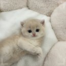 수원고양이전문분양 아임캣 (I'M CAT) | 데몬렉스분양 천안고양이분양 퍼스트캣 본점 먼치킨분양