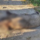 청룡동-29 이미지