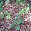 풀꽃농장 이미지