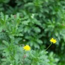 자라는나무 | 나무처럼 자라는 마가렛이라고 목마가렛이지요.