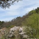 슬로우버드 | [대구 여행] 시지 욱수골 산책 코스 추천｜산책(벚꽃) 명소 + 공룡쭈꾸미 + 슬로우라이프 카페 후기🌿