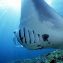 민트스쿠버 이미지