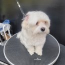 로즈펫살롱 이미지