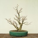 15' 분재배양기 - 단풍나무 이미지