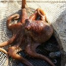 가배장사도펜션 이미지