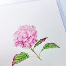 봄맞이 꽃그림 보태니컬 아트 | [보태니컬아트] 봄맞이 예쁜 꽃그림 작품소개 합니다