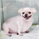 인천종합동물병원