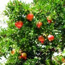 선진농원 이미지