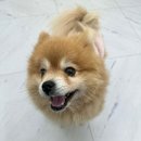 하이멍멍 이미지