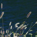 곰배령 길목에서 이미지