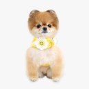 스마일독 이미지