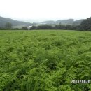 양안농장 이미지