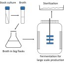 Fermentation Production of Biofertilizers 생물비료의 발효...액비(액체 식물비료) 발효 이미지