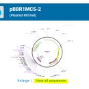 Cloing - PCR Primer design : 2. 본격적인 primer design