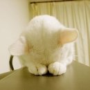 보라매웰종합동물병원 이미지