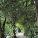 거북목욕탕 | 첫 해외여행, 오키나와 3·4일차 코스 &amp; 미야코지마 1일차｜비세후쿠기·만좌모·미야코지마 이동 후기