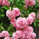 도로시(Dorothy) 이미지