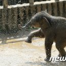 아기코끼리 이미지