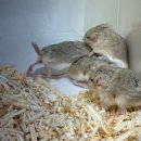 골든햄스터분양 탬펫 이미지